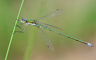 Small Spreadwing (Male, Lestes virens)